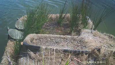 Turtle Island wildlife capture