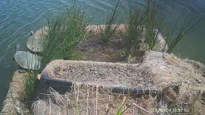 Turtle Island wildlife capture