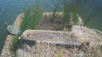 Turtle Island wildlife capture