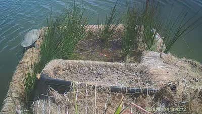 Turtle Island wildlife capture