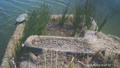 Turtle Island wildlife capture