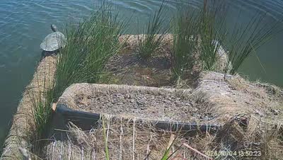 Turtle Island wildlife capture