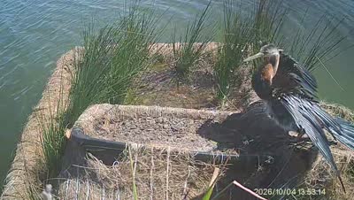 Turtle Island wildlife capture