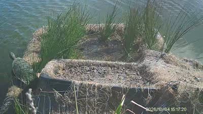 Turtle Island wildlife capture