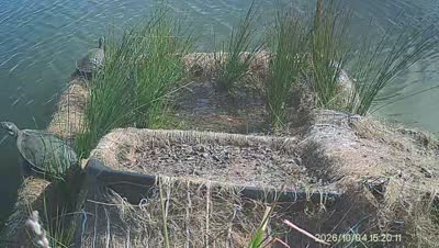 Turtle Island wildlife capture