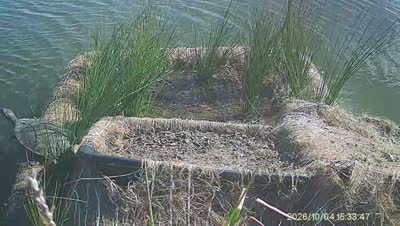 Turtle Island wildlife capture