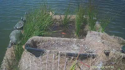 Turtle Island wildlife capture