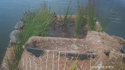 Turtle Island wildlife capture