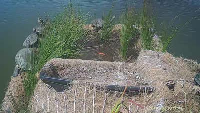 Turtle Island wildlife capture