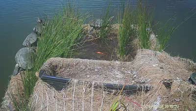 Turtle Island wildlife capture
