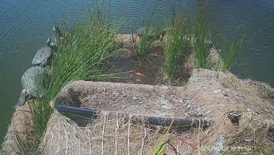 Turtle Island wildlife capture