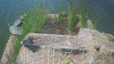 Turtle Island wildlife capture