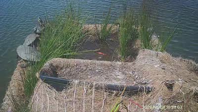 Turtle Island wildlife capture