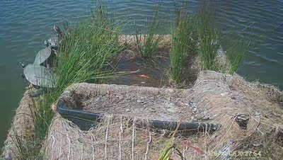 Turtle Island wildlife capture