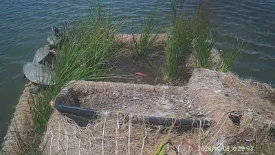 Turtle Island wildlife capture