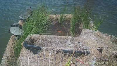 Turtle Island wildlife capture