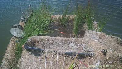 Turtle Island wildlife capture
