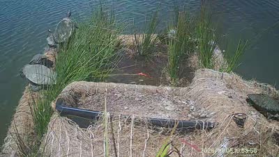 Turtle Island wildlife capture