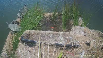 Turtle Island wildlife capture