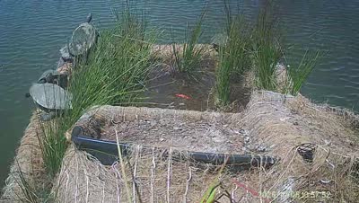 Turtle Island wildlife capture