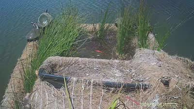 Turtle Island wildlife capture