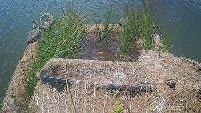 Turtle Island wildlife capture