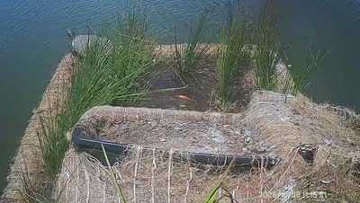 Turtle Island wildlife capture