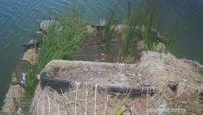Turtle Island wildlife capture