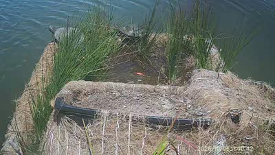 Turtle Island wildlife capture