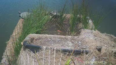 Turtle Island wildlife capture