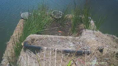 Turtle Island wildlife capture