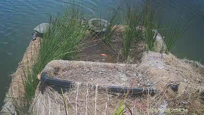 Turtle Island wildlife capture