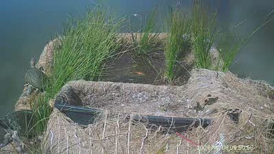 Turtle Island wildlife capture
