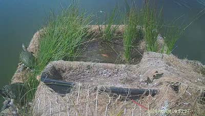 Turtle Island wildlife capture