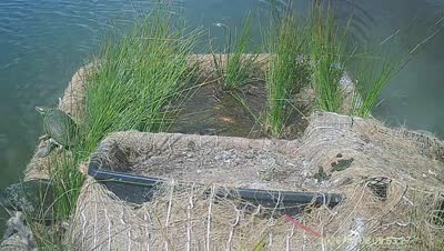 Turtle Island wildlife capture