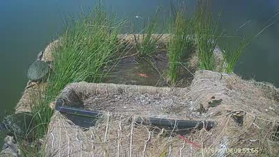Turtle Island wildlife capture