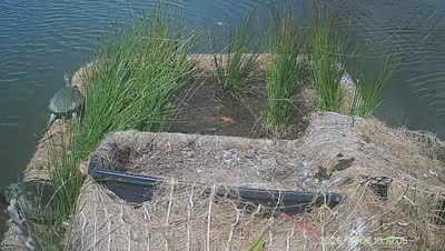 Turtle Island wildlife capture