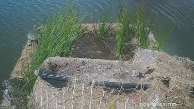 Turtle Island wildlife capture