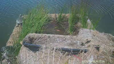 Turtle Island wildlife capture