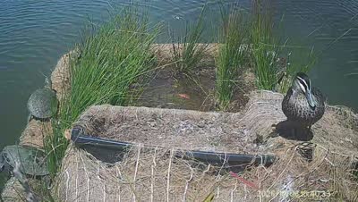 Turtle Island wildlife capture