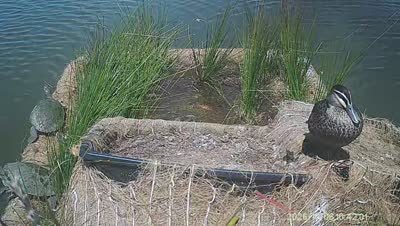 Turtle Island wildlife capture