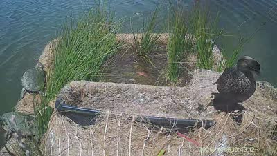 Turtle Island wildlife capture