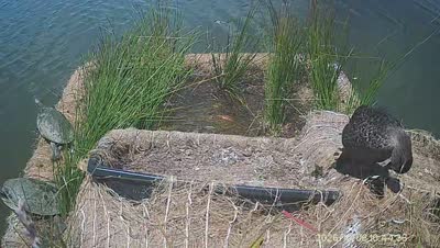 Turtle Island wildlife capture