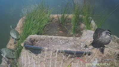 Turtle Island wildlife capture