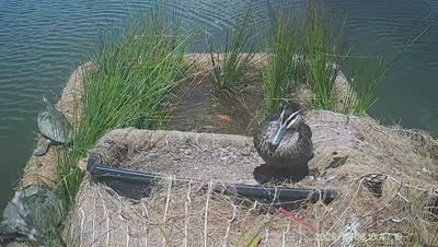Turtle Island wildlife capture