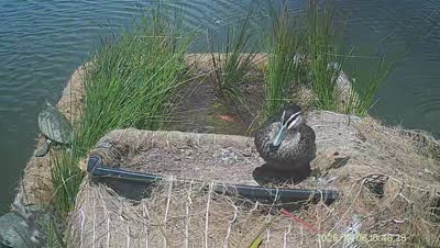 Turtle Island wildlife capture