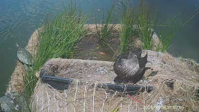 Turtle Island wildlife capture