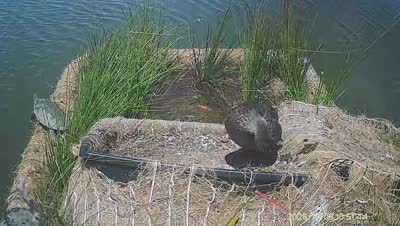 Turtle Island wildlife capture