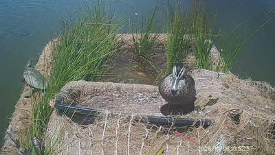 Turtle Island wildlife capture