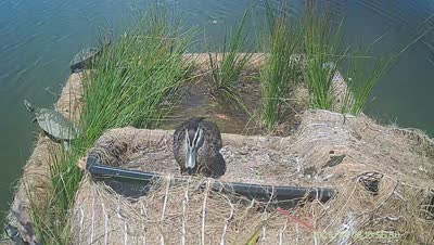 Turtle Island wildlife capture